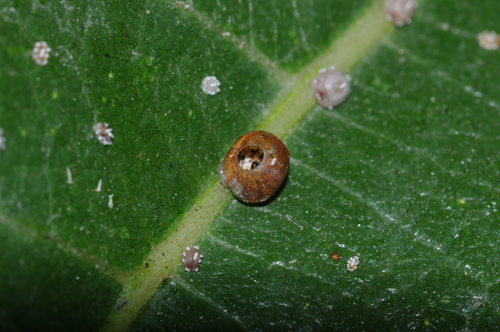 Cocciniglie (Ceroplastes)